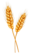 Wheat